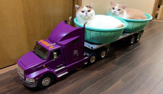 【TAMIYA】ラジコントレーラーでお風呂場に向かう猫