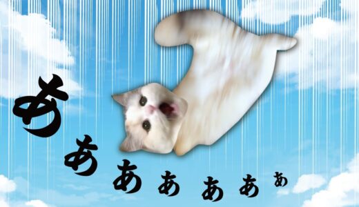 【悲報】猫が落下しました…【関西弁でしゃべる猫】