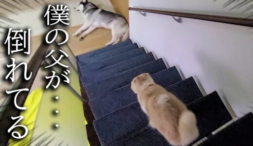 深夜に階段下で犬が倒れていたら猫の対応がまるで人間だった…