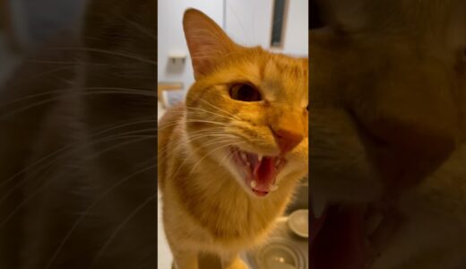 バチクソ可愛い猫の鳴き声聞いたことある？