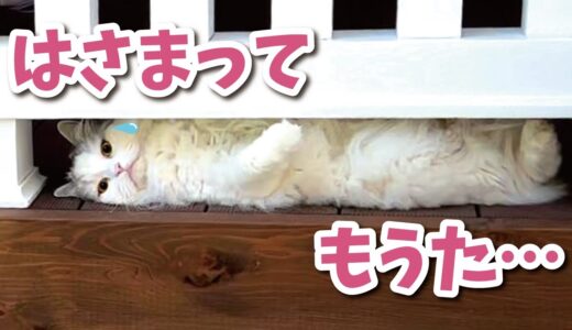 猫がスキマにはさまってしまう凶悪癒し事件が発生しました【関西弁でしゃべる猫】