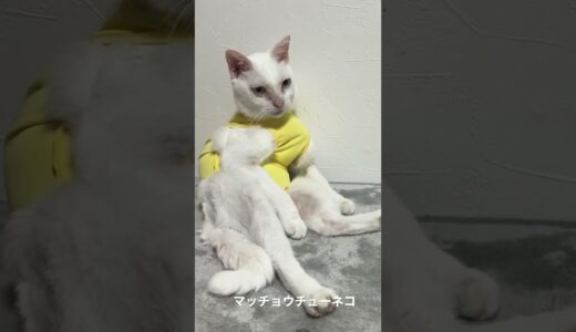 マッチョウチューネコ #猫 #cat  #ねこ #shorts