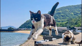 可愛すぎる！人懐っこい猫が暮らす癒しの猫島で1泊2日のひとり旅【飛び猫】香川県佐柳島