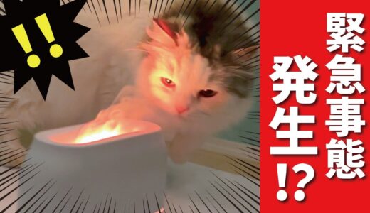 火災発生！？緊急事態に猫がとった行動とは…！？【関西弁でしゃべる猫】