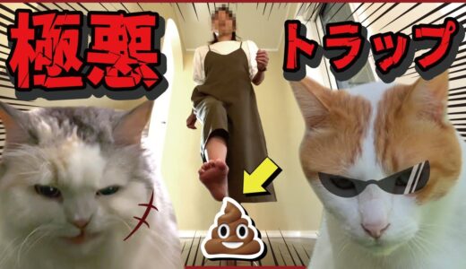 新居にとんでもない極悪トラップをしかける猫たちが鬼畜すぎた…【関西弁でしゃべる猫】