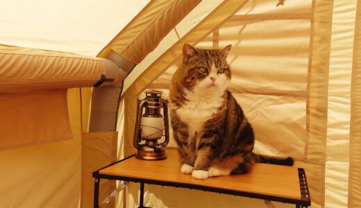 新しいテントとねこ。-New tent and Cats.-