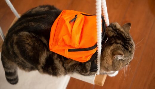 リュック型ハーネスを試着するねこ。-Cats try on the backpack harness.-