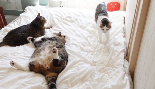 お客さんのベッドを占拠するねこ。-Cats occupied the guest's bed.-