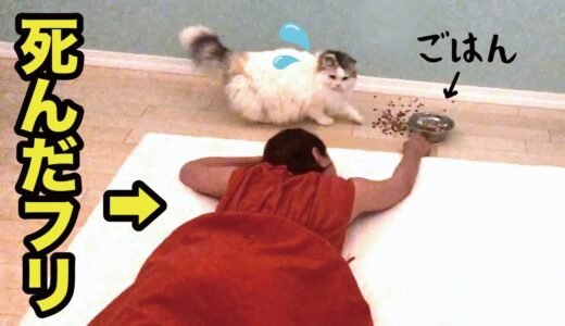 ご飯を持ったまま奥さんが倒れたら猫たちがまさかの行動に…！【関西弁でしゃべる猫】