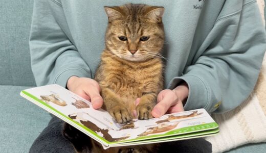 猫に絵本を読み聞かせたら反応が大人すぎたｗｗ