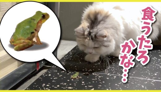 【事件】家に侵入してきたカエルを食べようとする猫【関西弁でしゃべる猫】