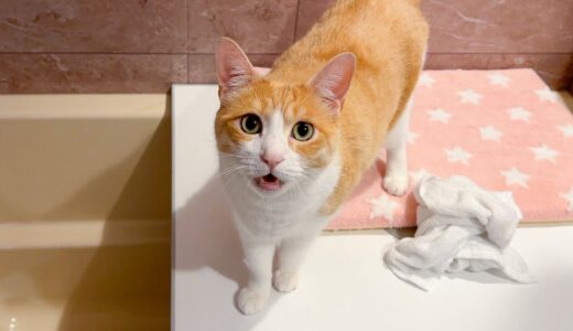 お風呂に入っていたら猫たちが次々に話しかけて来たんですけど、何を喋っているのかわかりません。。。。