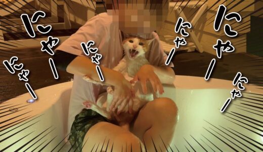 【お風呂】ジャグジーに強制連行された猫がまさかの展開に…！【関西弁でしゃべる猫】