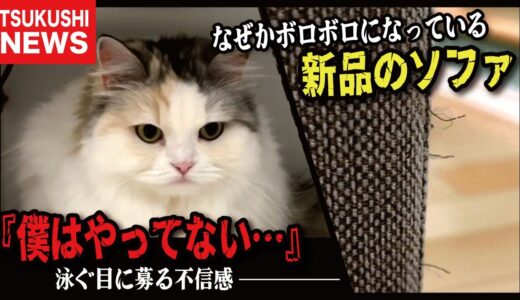 犯罪をおかした猫の言い分をお聞きください【関西弁でしゃべる猫】