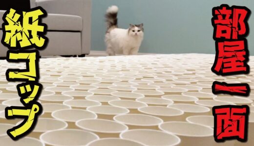 もしも自分の猫部屋が紙コップだらけになっていたら…【関西弁でしゃべる猫】