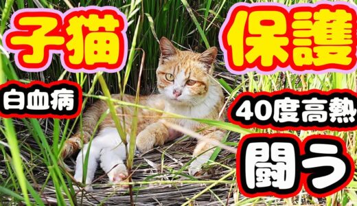 【子猫 保護】４０度ウィルス熱 ２週間闘い 奇跡的回復 強運な子猫 経過報告