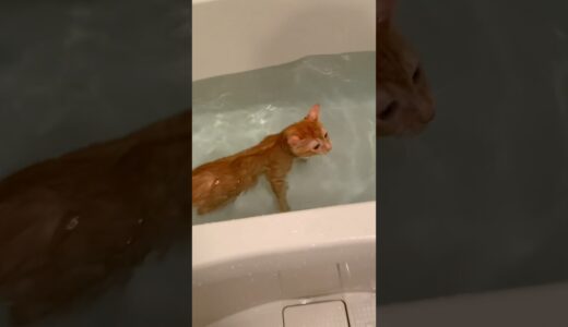 【爆笑注意】お風呂に溺れてしまった猫が面白すぎるwww