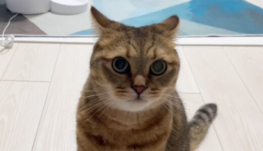 【ガチギレ⁉】普段弱気な猫が渾身のイカ耳をした時の顔がｗｗｗ