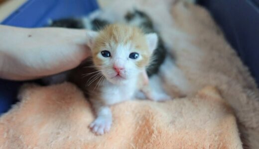 【生後9日】赤ちゃん猫の目が開きました！ ＆ 暑くてだらけきってしまう猫たち