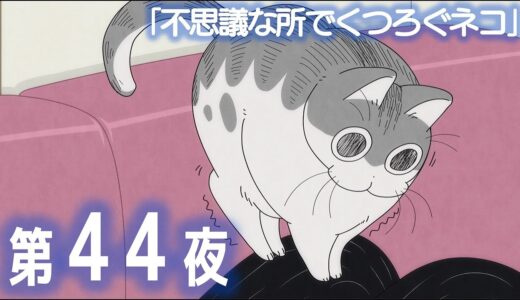 アニメ『夜は猫といっしょ』第44夜「不思議な所でくつろぐネコ」