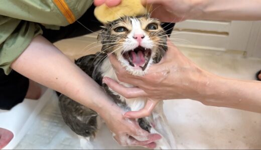 お風呂嫌いな猫をプロが洗った結果こうなった！