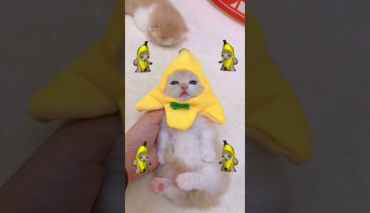 【小奶貓成長記】誰不想擁有一隻香蕉小貓呢 #獨生子的日常