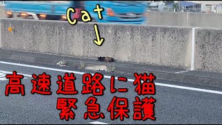 高速道路で猫を保護しましたRescued a cat on the highway.＃保護猫　＃Cat  #catrescue
