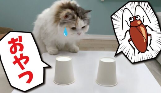 【閲覧注意】猫がオヤツとオモチャのGが入ってる紙コップ当てゲームをしてみた結果…！【関西弁でしゃべる猫】
