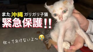 [緊急保護]ガリガリの子猫がひとりぼっちで助けを求めていたからキャパオーバーなのに放っておけなかった😭