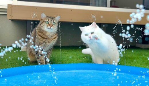 庭に噴水を作ったら猫がこうなった…笑