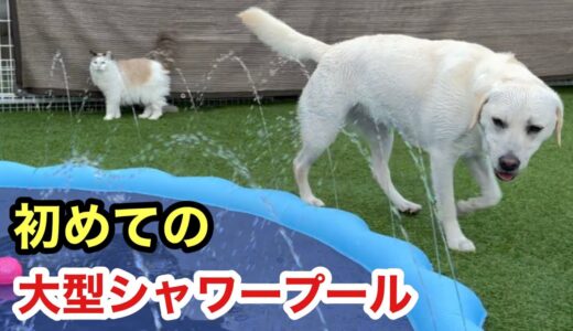 初めて大型シャワープールを見た犬と猫の反応がこちらです
