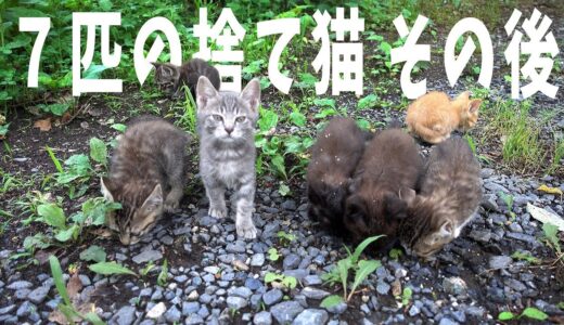 【７匹の捨て猫】４年目の報告【その後】