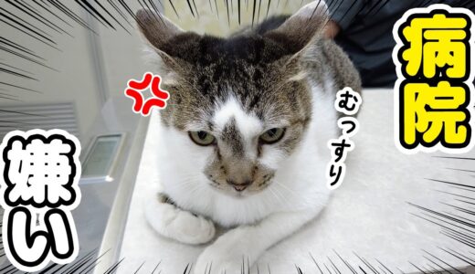 【健康診断】病院の気配を察して警戒する愛猫がカワイイ