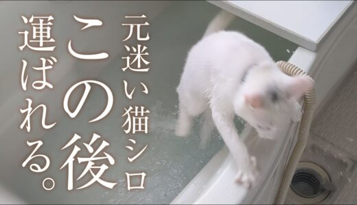 【元迷い猫】お風呂で落水の後、赤ん坊のように・・・。