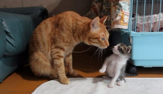 【生後23日】遊びまわる子猫を心配そうに見守る先住猫