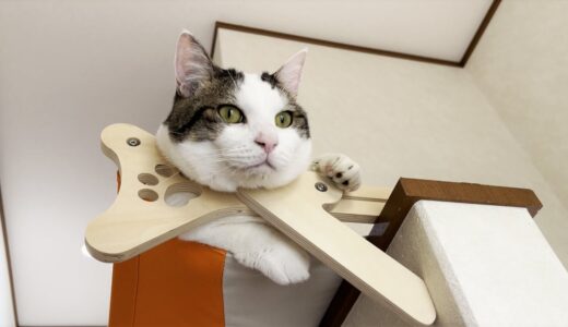 高い位置の猫ハンモックを羨ましそうに見上げる豆大福