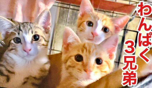 【元野良】シャーシャー保護子猫､絶賛‼︎ 家猫 訓練中