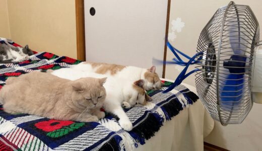 扇風機の前でくつろぐ猫たち