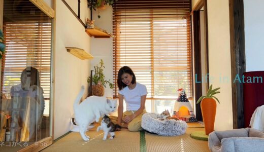 #56 ティラミスと5匹のネコ｜熱海移住暮らし｜Life in Atami