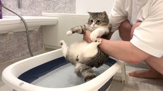 濡れるのが大嫌いな猫をお風呂に入れようとしたらこうなっちゃいました…