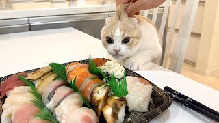 初めてお寿司を見た子猫が豹変してまさかのこうなっちゃいました…