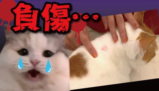 先住猫が負傷しました…【関西弁でしゃべる猫】