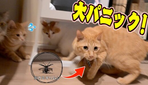 【閲覧注意】猫だらけの家に侵入してきたカミキリムシの悲惨な末路がこちら…。