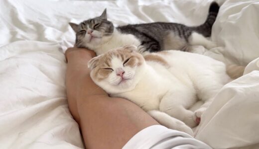 お昼寝してたら猫たちが腕枕してこうなってました…笑
