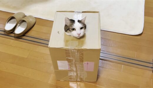 箱から出られなくなった猫の予想外な脱出方法