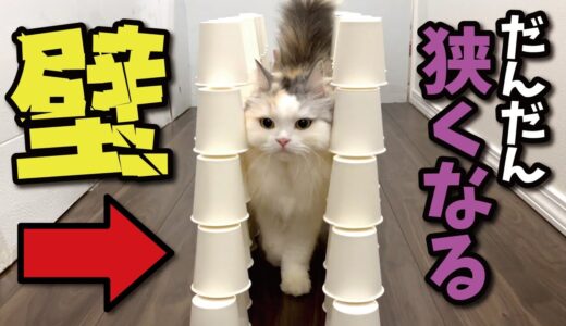 だんだん狭くなる道を通る猫チャレンジ【関西弁でしゃべる猫】