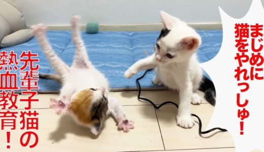 先輩子猫、三毛イモ子猫を鉄拳教育する