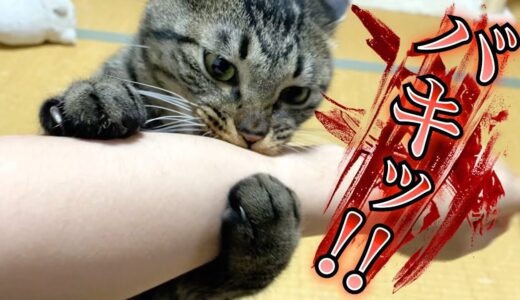 【閲覧注意】猫が人間の腕をへし折る瞬間がこちら...