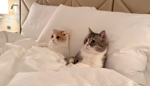 ホテルで一緒にテレビを見て夜更かししてる猫たちが可愛すぎました…笑