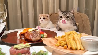猫たちと一緒にホテルのディナーを頼んでみたら幸せすぎました笑